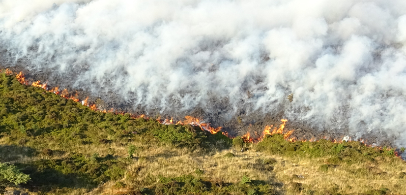 wildfire wildfire